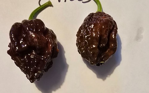 Semi peperoncino - semi,