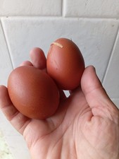  12 Uova feconde fertili