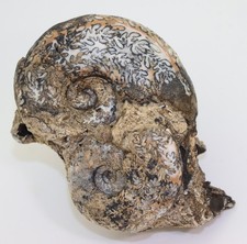 Ammonite, Discophyllites ebneri, Trias, Nor, Noe Bihati, Timor, Indonesia-m397