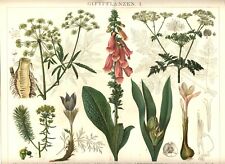 1895 Antica Stampa = PIANTE