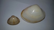 Conchiglia Shell MACTRA EXIMIA + MACTRA CORALLINA LIGNARIA gruppo di 2 pezzi