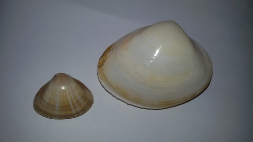 Conchiglia shell mactra - conchiglia,