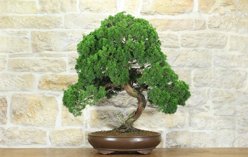 Bonsai ginepro kishu - di, (127)