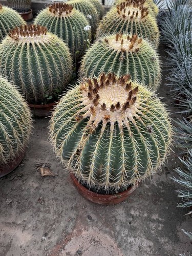 Echinocactus grusonii molto - echinocactus,