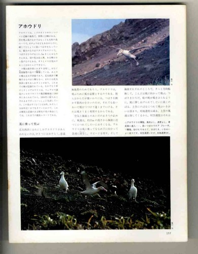 E28571972 the great - e28571972,