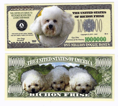 Dollar bichon frise one - bichon,