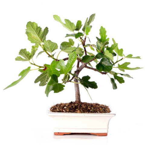 Bonsai ficus carica - ficus, –