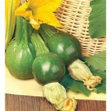 15 SEMI DI ZUCCHINA ROTONDI LEGGERI DEL PIACERE + OMAGGIO