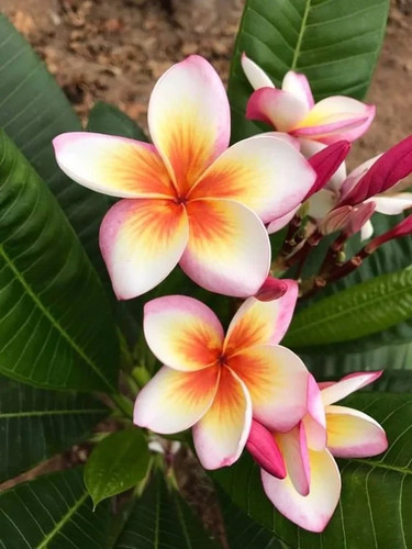 Plumeria rubra 1 - (frangipani),