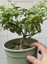 Pepe Giapponese - Bonsai