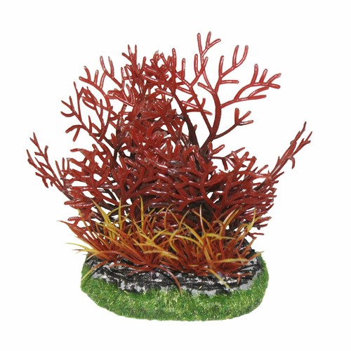 Limnophila aquatic plants - de,