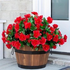 Cespuglio di azalea rosso