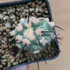 Copiapoa dealbata SV 60 POT 6
