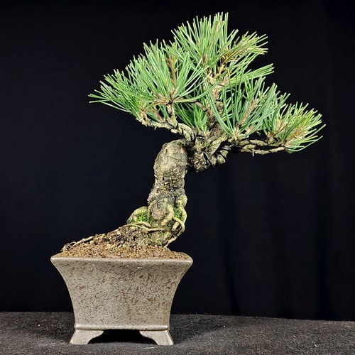 Shohin bonsai pinus - shohin,