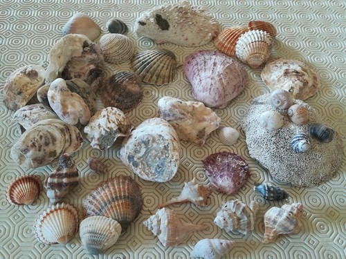 Conchiglie collezione - conchiglie,