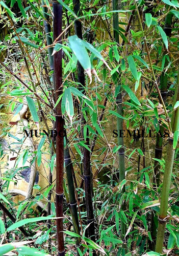 Bamboo nero phyllostachys - bamboo,