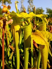 *SUPER RARE* Sarracenia Rubra