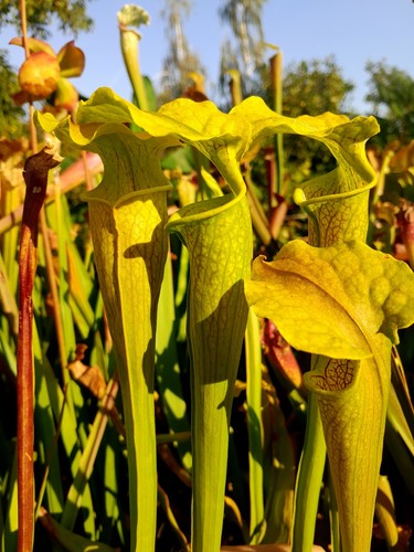 Super rare sarracenia rubra - rare*,