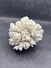 Corallo, Filippine. 9cm x 9cm