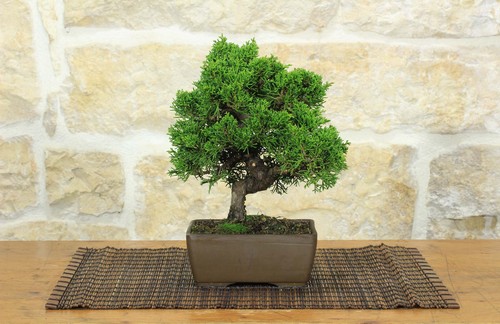 Bonsai ginepro itoigawa - bonsai,