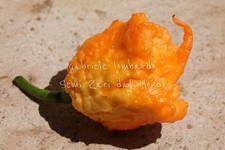 PEPERONCINO CAROLINA REAPER