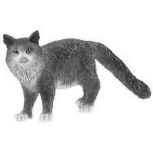 Gatto main coon - gatto, main-coon