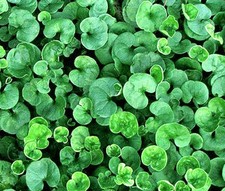 DICHONDRA GROUND COVER