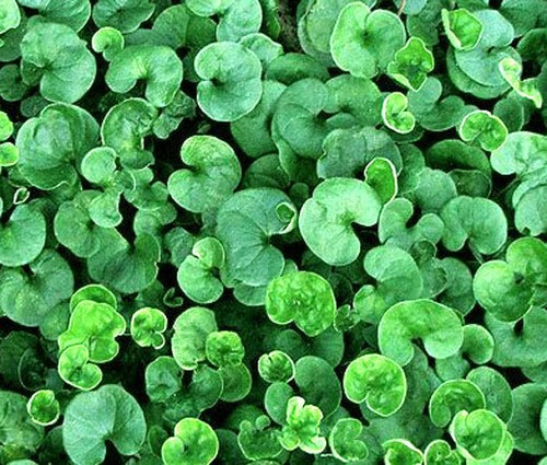 Dichondra ground cover - ground,