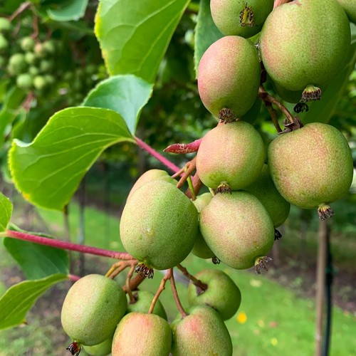 Actinidia geneva femmina - actinidia,