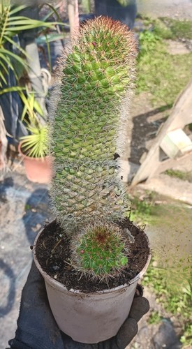 Pianta grassa mammillaria - pianta, in