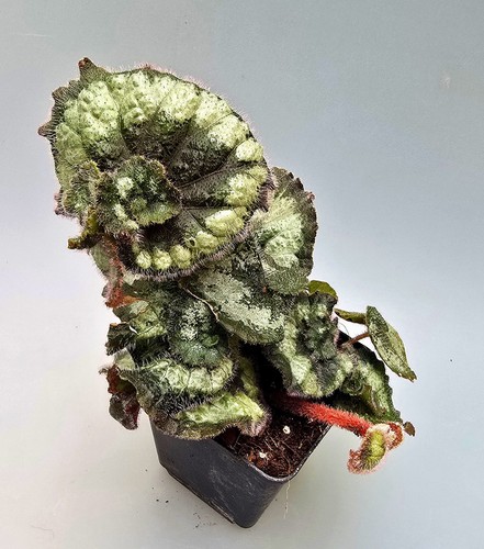 Bellissima begonia ibrida - begonia, mz1