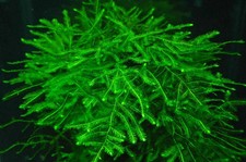 Java Moss 1 cucchiaio