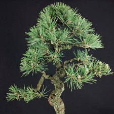 Japanese Black Pine Bonsai