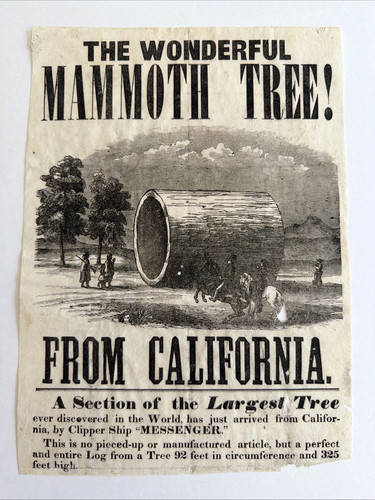 Albero mammut california - albero, di