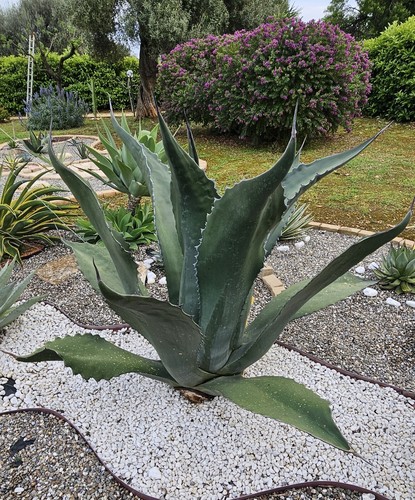Agave salmiana ferox - agave,