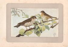 UCCELLI TORDO BOTTACCIO e TORDELA Turdus stampa antica originale del 1907