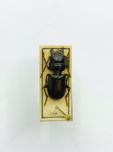 Entomology taxidermy - taxidermy,