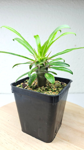 Pachypodium mikea - ,