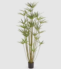 Pianta di Papiro