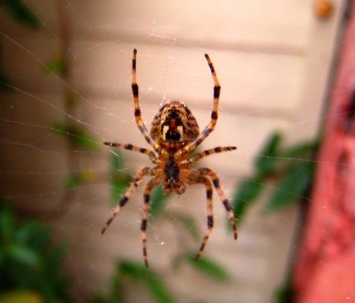Photo 6x4 araneus diadematus - araneus,