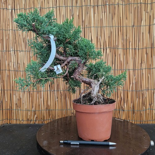 Bonsai ginepro kishu 35cm - di, h