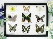 9 Farfalle splendidamente