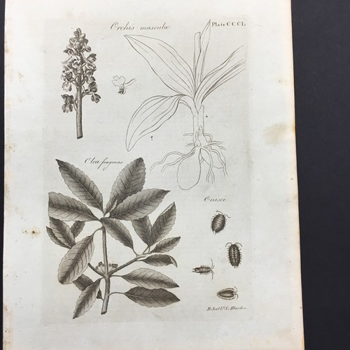 Scot s wardice - scot, botanical