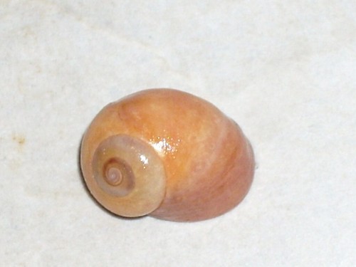 Littorina obtusata special - obtusata,