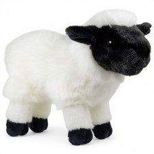 Pecora Carl Dick, agnello