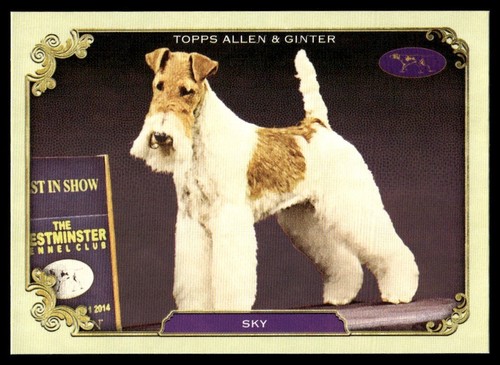 Sky 2024 topps - sky, allen