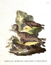 SIGILLO SENZA ORECCHIE "Vitello marino grande e piccolo" 1775 Scattaglia / Alessandri