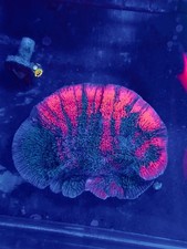 Coral Beauties Aquatics Tigers