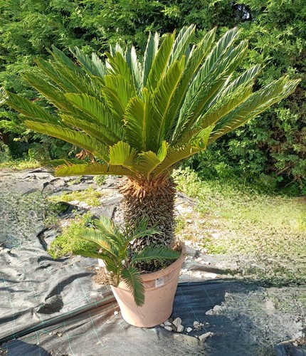 Pianta cycas revoluta vaso - di,