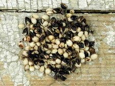 Sorgo africano bianco - miglio da zucchero - 25 + semi - RARITÀ SPECIALE! Sh 007